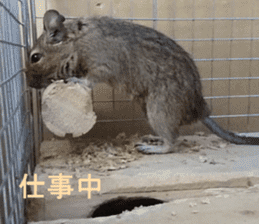 Degu life sticker #14392346