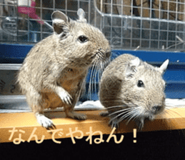 Degu life sticker #14392347