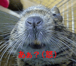 Degu life sticker #14392348