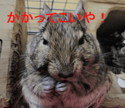Degu life sticker #14392349