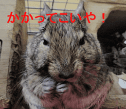 Degu life sticker #14392349