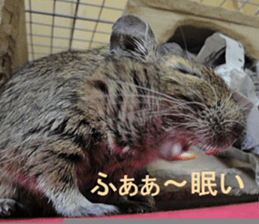 Degu life sticker #14392350