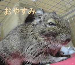 Degu life sticker #14392351