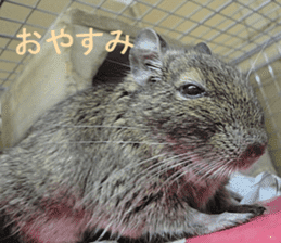 Degu life sticker #14392351
