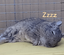 Degu life sticker #14392352