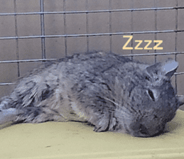 Degu life sticker #14392352