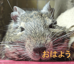 Degu life sticker #14392353