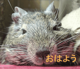Degu life sticker #14392353