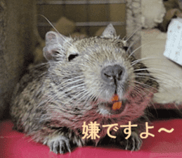 Degu life sticker #14392355