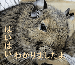 Degu life sticker #14392356