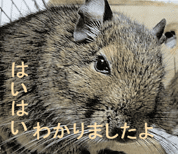 Degu life sticker #14392356