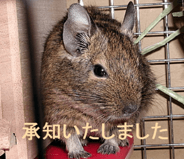 Degu life sticker #14392357