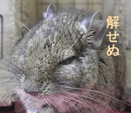 Degu life sticker #14392358