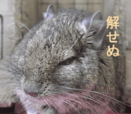 Degu life sticker #14392358