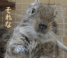 Degu life sticker #14392359