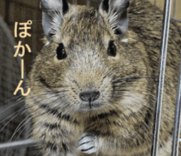 Degu life sticker #14392360