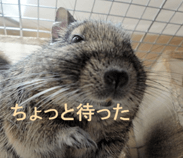 Degu life sticker #14392361