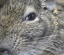 Degu life sticker #14392362