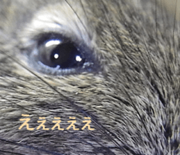 Degu life sticker #14392363