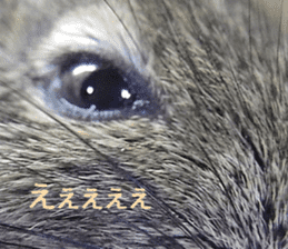 Degu life sticker #14392363