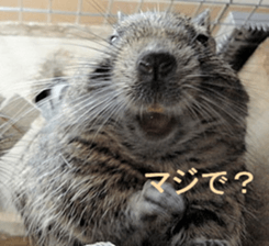 Degu life sticker #14392364
