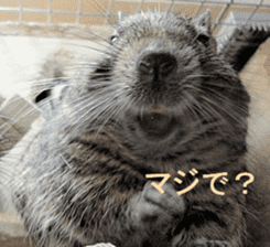 Degu life sticker #14392364