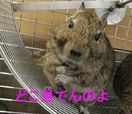 Degu life sticker #14392365