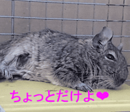 Degu life sticker #14392366