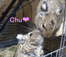 Degu life sticker #14392367