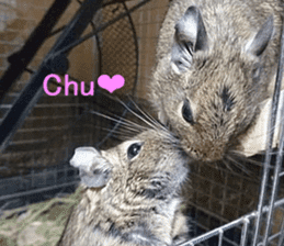 Degu life sticker #14392367