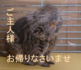 Degu life sticker #14392368