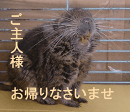 Degu life sticker #14392368