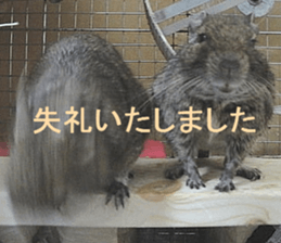 Degu life sticker #14392369