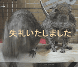 Degu life sticker #14392369