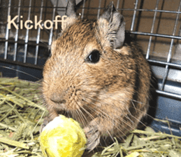 Degu life sticker #14392371