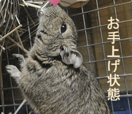 Degu life sticker #14392372