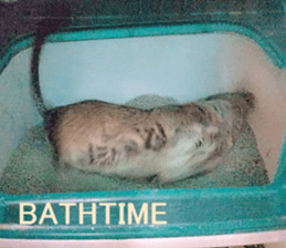 Degu life sticker #14392373