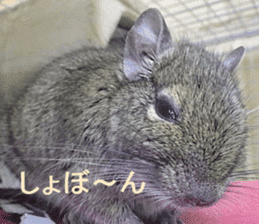 Degu life sticker #14392374