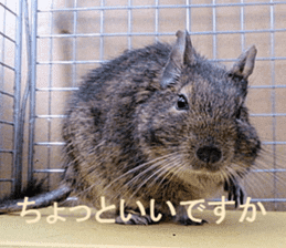 Degu life sticker #14392375