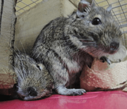 Degu life sticker #14392376