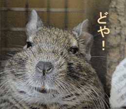 Degu life sticker #14392377