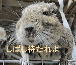 Degu life sticker #14392379