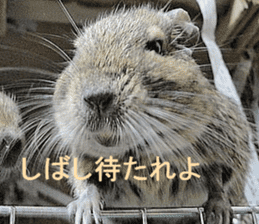 Degu life sticker #14392379