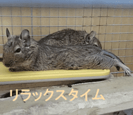 Degu life sticker #14392380