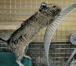 Degu life sticker #14392381