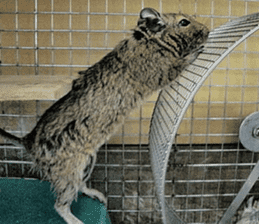 Degu life sticker #14392381