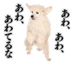 Dog Photo Stickers 01 sticker #14392444