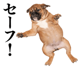 Dog Photo Stickers 01 sticker #14392445