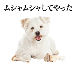 Dog Photo Stickers 01 sticker #14392446