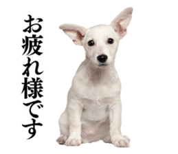 Dog Photo Stickers 01 sticker #14392450